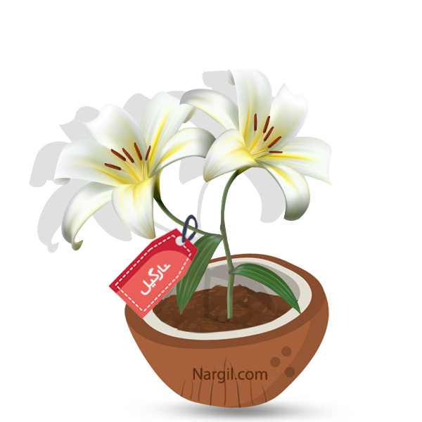 Nargil_Lilium Longiflorum